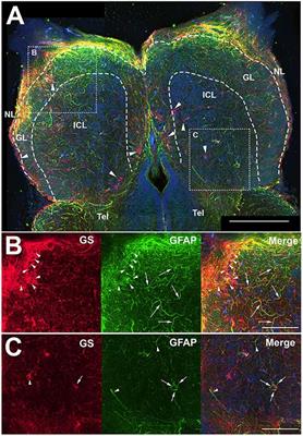 Zebrafish Astroglial Morphology in the Olfactory Bulb Is Altered With Repetitive Peripheral Damage